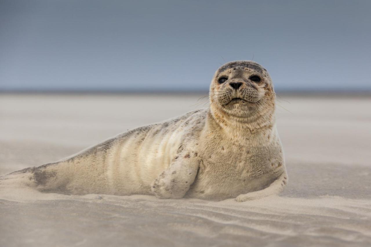 Surf Vue Mer 100M Plage Berck Zewnętrze zdjęcie